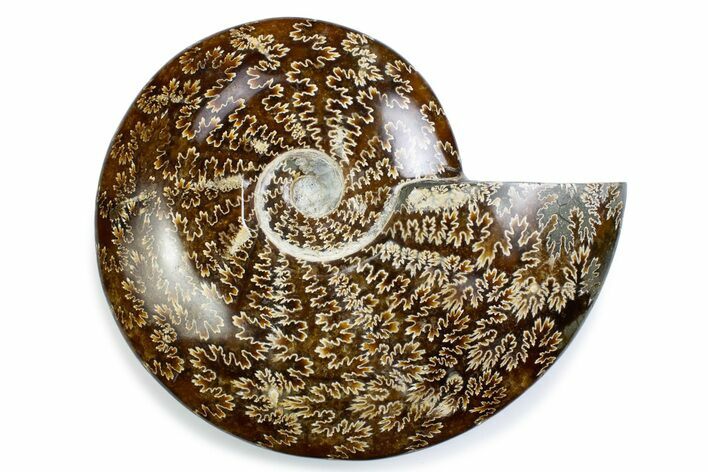 Polished Ammonite (Cleoniceras) Fossil - Madagascar #375948